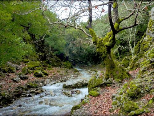 Rouva forest